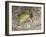 Couch's spadefoot, Scaphiopus couchii, Rodeo, New Mexico-Maresa Pryor-Framed Photographic Print