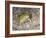 Couch's spadefoot, Scaphiopus couchii, Rodeo, New Mexico-Maresa Pryor-Framed Photographic Print