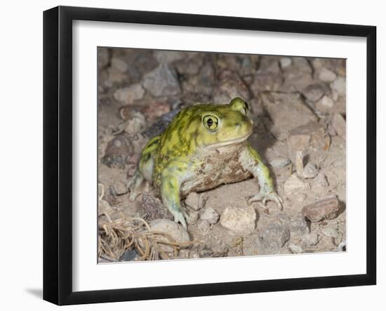 Couch's spadefoot, Scaphiopus couchii, Rodeo, New Mexico-Maresa Pryor-Framed Photographic Print