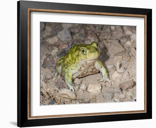 Couch's spadefoot, Scaphiopus couchii, Rodeo, New Mexico-Maresa Pryor-Framed Photographic Print