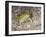 Couch's spadefoot, Scaphiopus couchii, Rodeo, New Mexico-Maresa Pryor-Framed Photographic Print