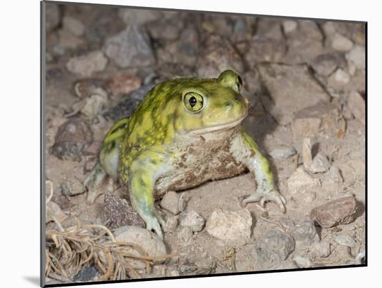 Couch's spadefoot, Scaphiopus couchii, Rodeo, New Mexico-Maresa Pryor-Mounted Photographic Print