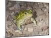 Couch's spadefoot, Scaphiopus couchii, Rodeo, New Mexico-Maresa Pryor-Mounted Photographic Print
