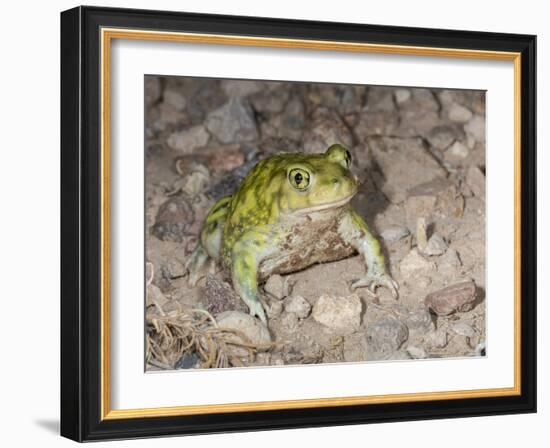 Couch's spadefoot, Scaphiopus couchii, Rodeo, New Mexico-Maresa Pryor-Framed Photographic Print