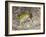 Couch's spadefoot, Scaphiopus couchii, Rodeo, New Mexico-Maresa Pryor-Framed Photographic Print