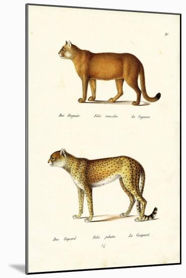 Cougar, 1824-Karl Joseph Brodtmann-Mounted Giclee Print