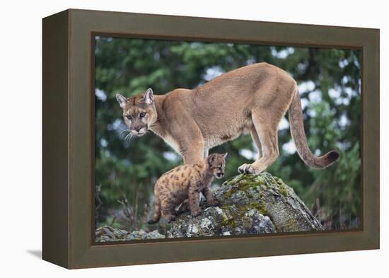 Cougar and Cub-DLILLC-Framed Premier Image Canvas