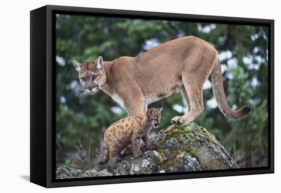 Cougar and Cub-DLILLC-Framed Premier Image Canvas