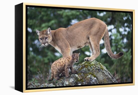 Cougar and Cub-DLILLC-Framed Premier Image Canvas