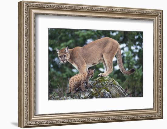 Cougar and Cub-DLILLC-Framed Photographic Print