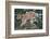 Cougar and Cub-DLILLC-Framed Photographic Print