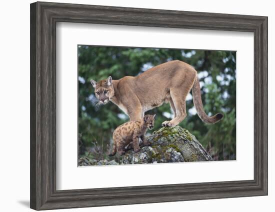 Cougar and Cub-DLILLC-Framed Photographic Print