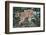 Cougar and Cub-DLILLC-Framed Photographic Print