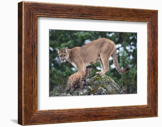 Cougar and Cub-DLILLC-Framed Photographic Print