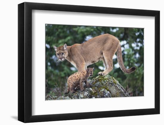 Cougar and Cub-DLILLC-Framed Photographic Print