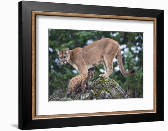 Cougar and Cub-DLILLC-Framed Photographic Print