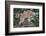 Cougar and Cub-DLILLC-Framed Photographic Print