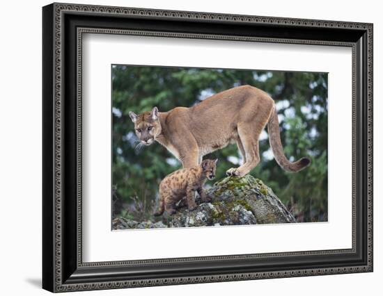 Cougar and Cub-DLILLC-Framed Photographic Print