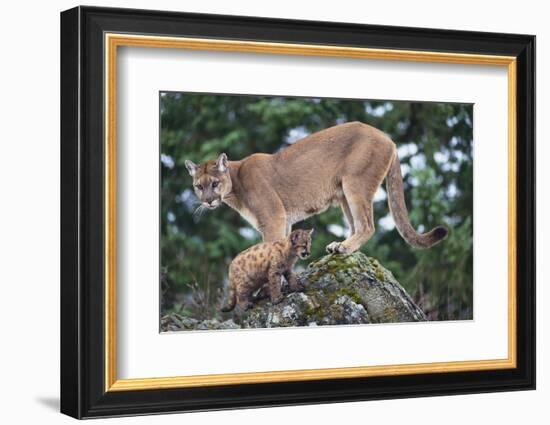 Cougar and Cub-DLILLC-Framed Photographic Print