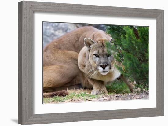 Cougar Crouching-Lantern Press-Framed Art Print