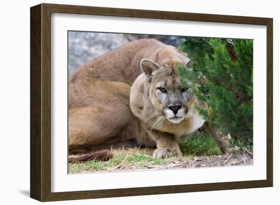 Cougar Crouching-Lantern Press-Framed Art Print