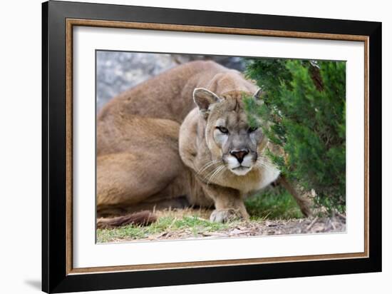 Cougar Crouching-Lantern Press-Framed Art Print