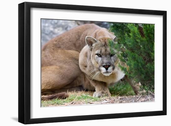 Cougar Crouching-Lantern Press-Framed Art Print