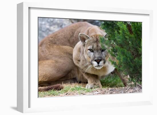 Cougar Crouching-Lantern Press-Framed Art Print