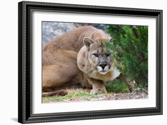 Cougar Crouching-Lantern Press-Framed Art Print