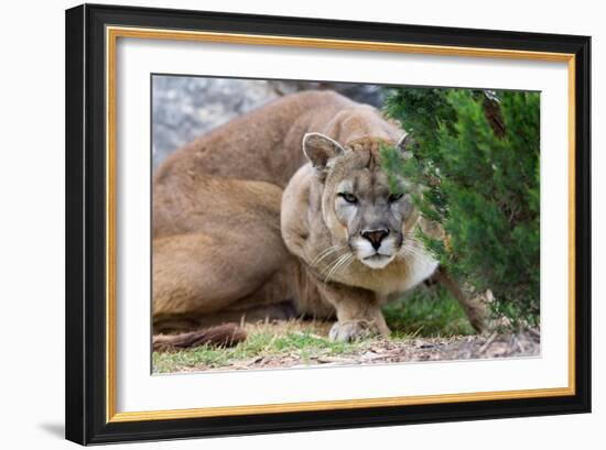 Cougar Crouching-Lantern Press-Framed Art Print