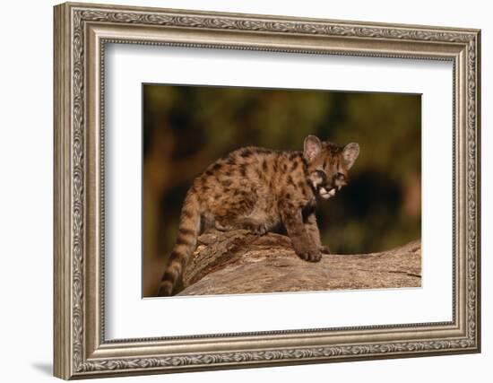 Cougar Cub Sitting on Log-DLILLC-Framed Photographic Print