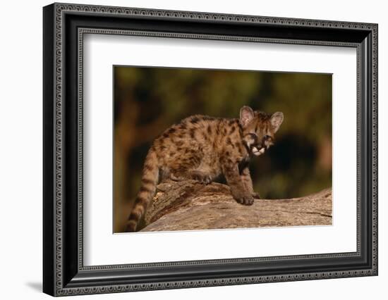 Cougar Cub Sitting on Log-DLILLC-Framed Photographic Print