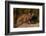 Cougar Cub Sitting on Log-DLILLC-Framed Photographic Print