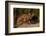 Cougar Cub Sitting on Log-DLILLC-Framed Photographic Print