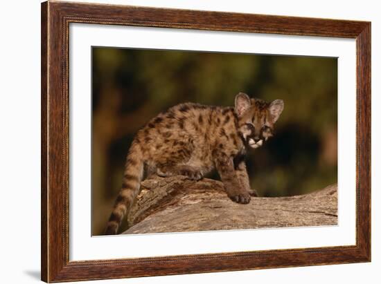 Cougar Cub Sitting on Log-DLILLC-Framed Photographic Print