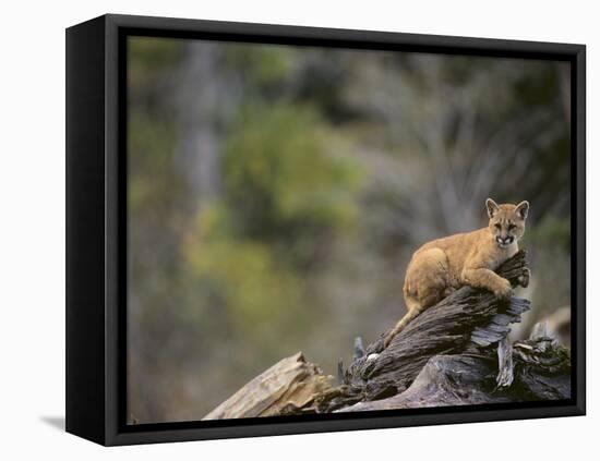 Cougar Cub-DLILLC-Framed Premier Image Canvas