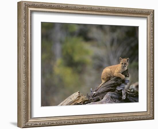 Cougar Cub-DLILLC-Framed Photographic Print