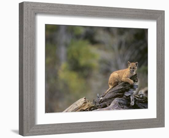 Cougar Cub-DLILLC-Framed Photographic Print