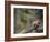 Cougar Cub-DLILLC-Framed Photographic Print