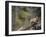 Cougar Cub-DLILLC-Framed Photographic Print