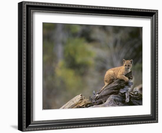 Cougar Cub-DLILLC-Framed Photographic Print