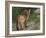 Cougar Cub-David Stribbling-Framed Art Print