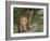 Cougar Cub-David Stribbling-Framed Art Print