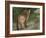 Cougar Cub-David Stribbling-Framed Art Print