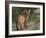 Cougar Cub-David Stribbling-Framed Art Print