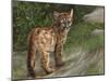 Cougar Cub-David Stribbling-Mounted Art Print