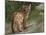 Cougar Cub-David Stribbling-Mounted Art Print