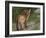 Cougar Cub-David Stribbling-Framed Art Print