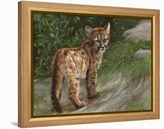 Cougar Cub-David Stribbling-Framed Stretched Canvas