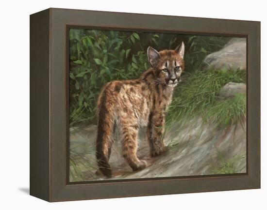 Cougar Cub-David Stribbling-Framed Stretched Canvas